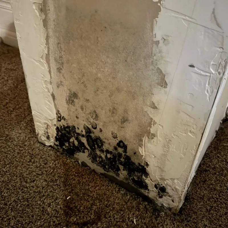 Professional Mold Removal in Pleasant Grove, OH